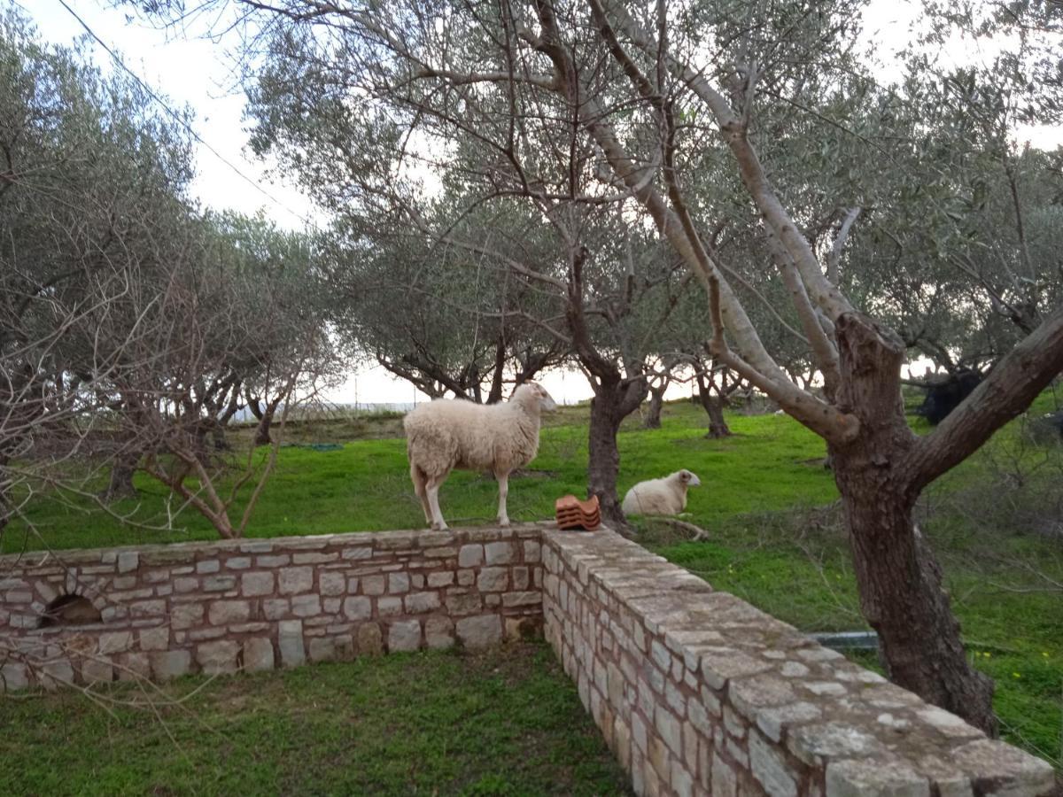 Ktima Tzamika Appartement Episkopi-Chania Buitenkant foto