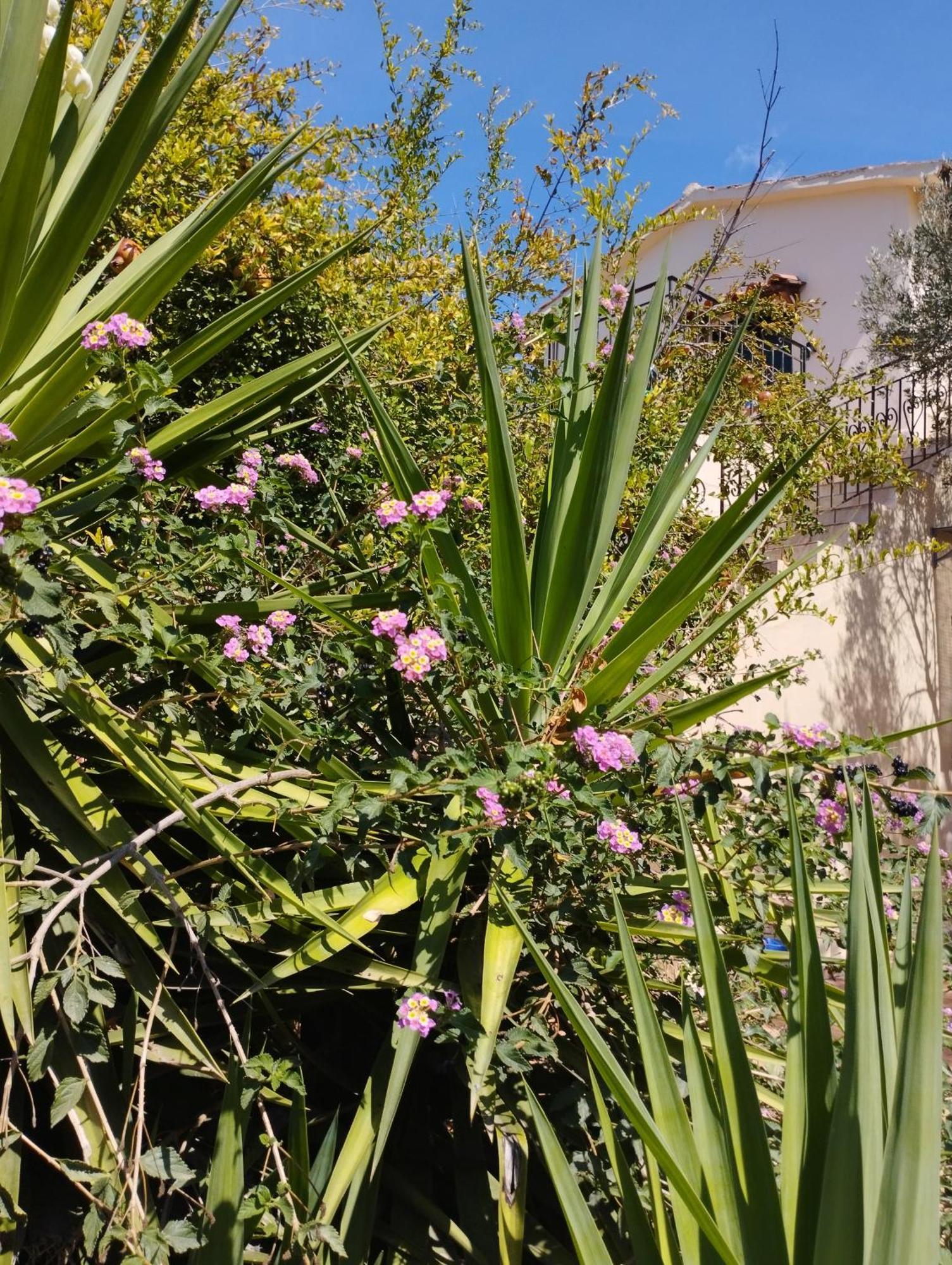 Ktima Tzamika Appartement Episkopi-Chania Buitenkant foto